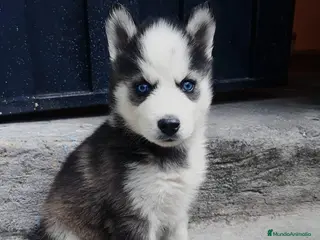 Husky Siberiano perros HUSKY SIBERIANO PUPPY - Anuncio 2