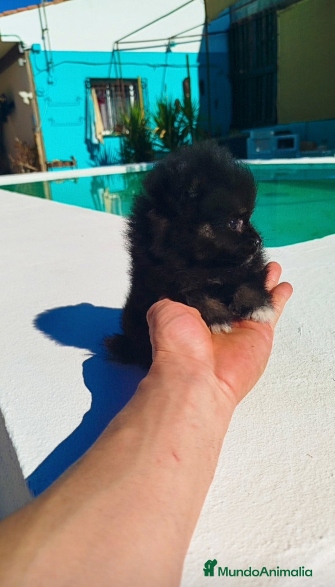 Pomerania perros en venta: Lulú de pomerania toy  - Imagen 5