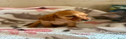 Cocker Spaniel Inglés perros en venta: CACHORRAS COCKER INGLÉS DORADAS  - Anuncio 2