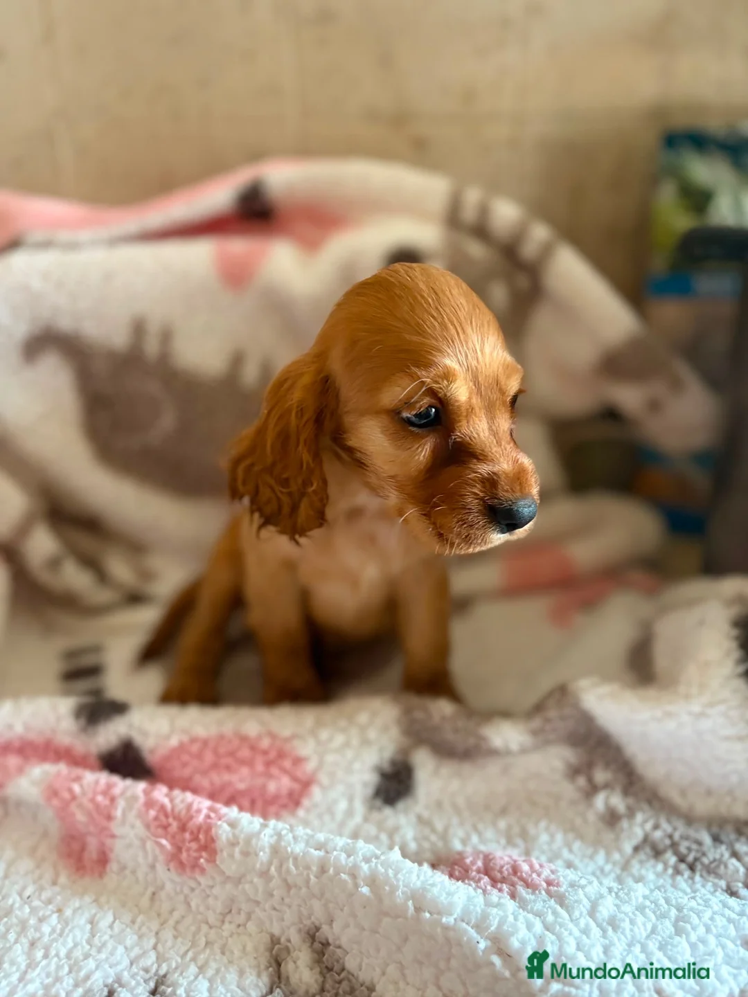 Cocker Spaniel Inglés perros en venta: CACHORRAS COCKER INGLÉS DORADAS  - Anuncio 2