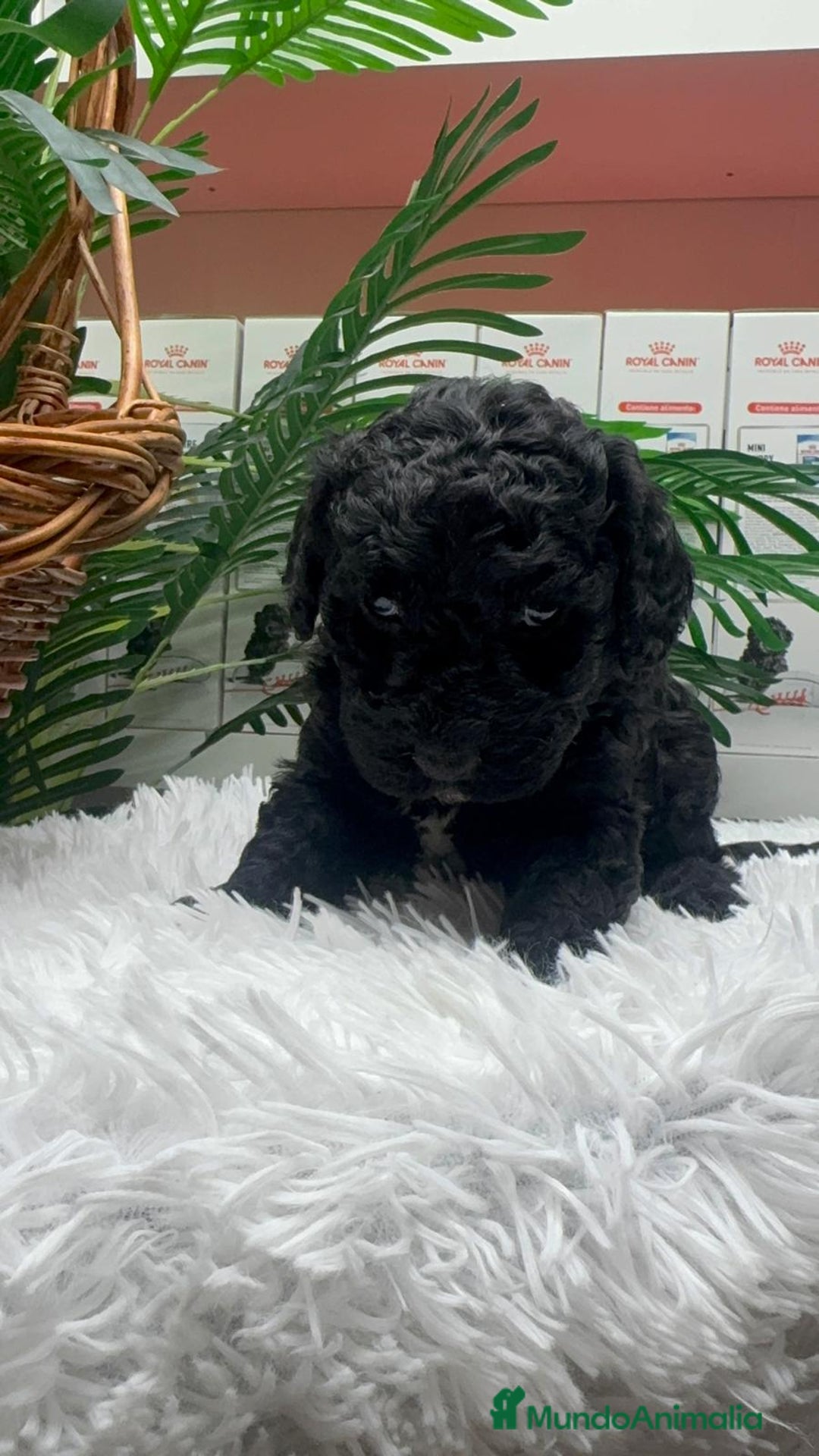 Perro de Agua Español perros en venta: PERRO DE AGUA ESPAÑOL - Anuncio 8