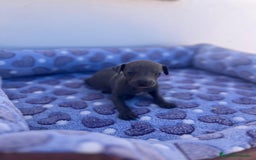 Whippet perros en venta: Whippet blue  - Imagen 4