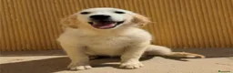 Golden Retriever perros en venta: Preciosa hembra de golden retriever - Anuncio 6