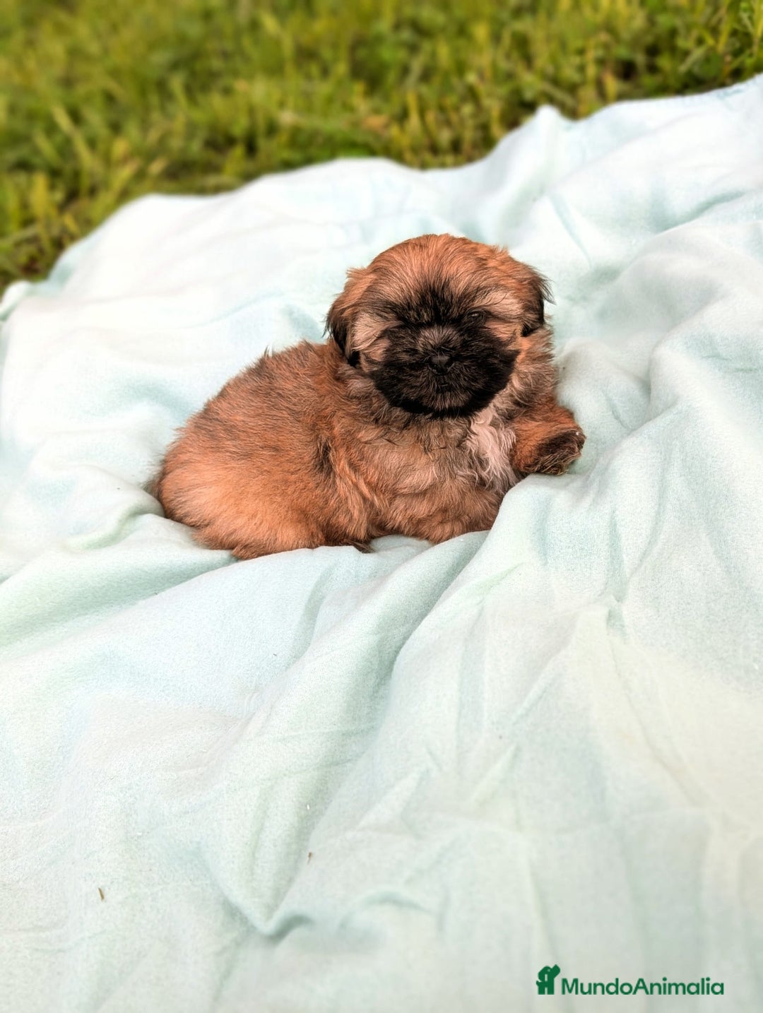 Shih Tzu perros en venta: Shih tzu - Anuncio 9