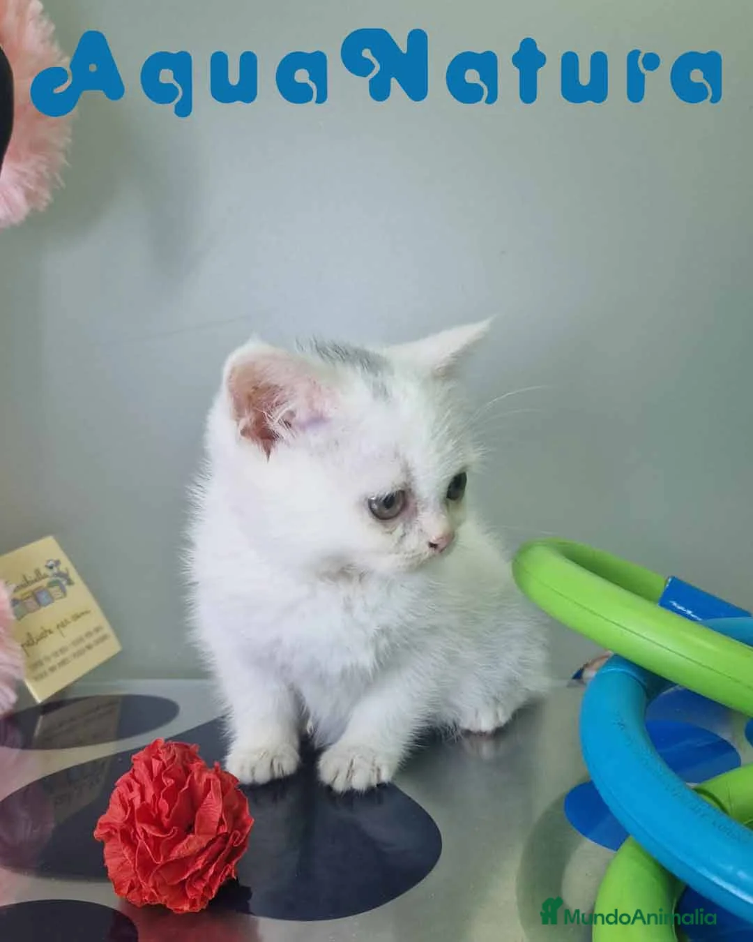 Británico de Pelo Corto gatos en venta: British Shorthair Hembra 1741 AQUANATURA - Anuncio 2