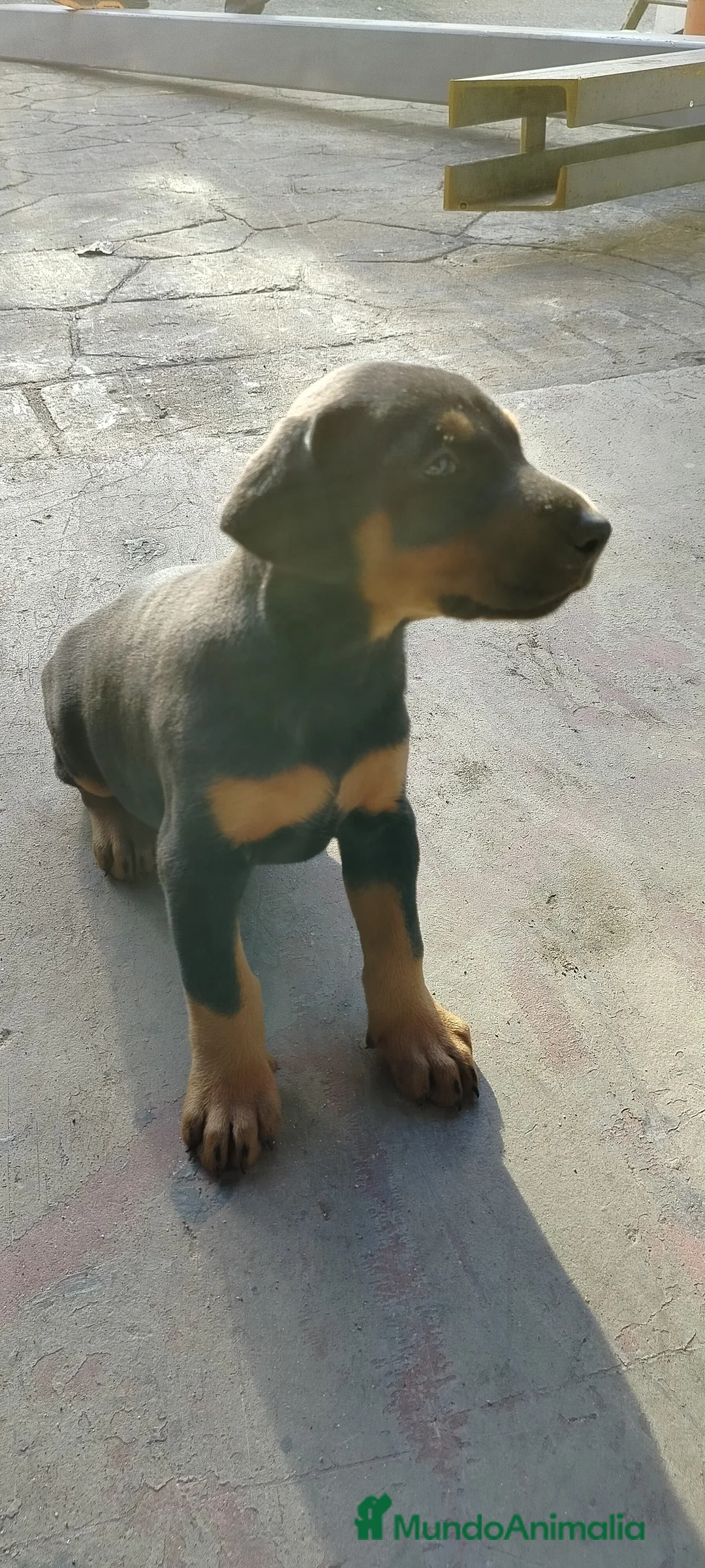 Dobermann perros en venta: Doberman  - Anuncio 6