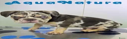 Bulldog Francés perros en venta: Bulldog Frances Macho (ref 9811) - Anuncio 5