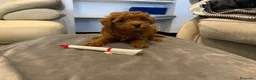 Caniche Toy perros en venta: caniche toy rojo en Valencia - Anuncio 1