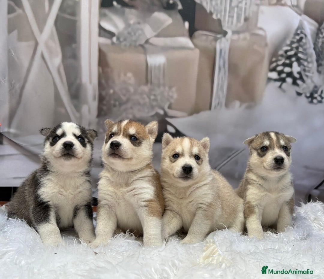 Husky Siberiano perros en venta: Cachorros husky siberianos  - Anuncio 4