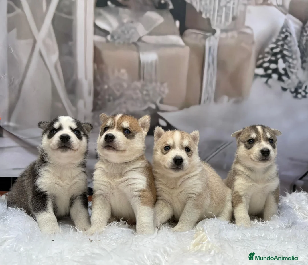 Husky Siberiano perros en venta: Cachorros husky siberianos  - Anuncio 4