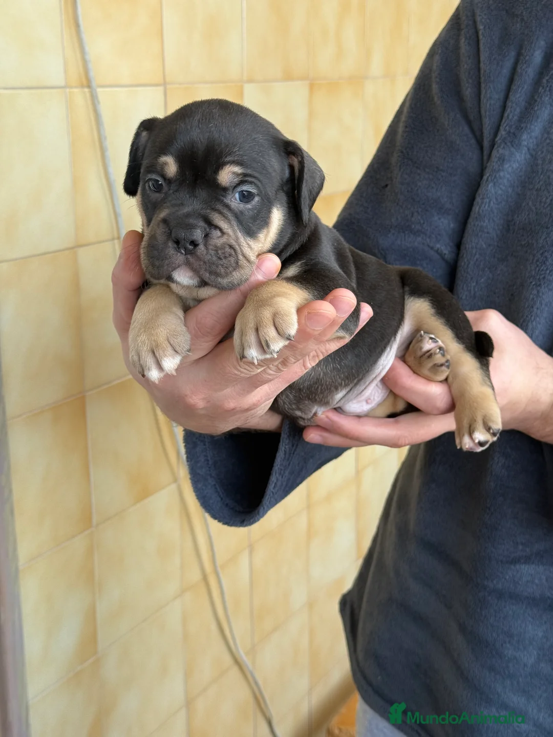 American Bully perros en venta: American Bully  - Anuncio 3