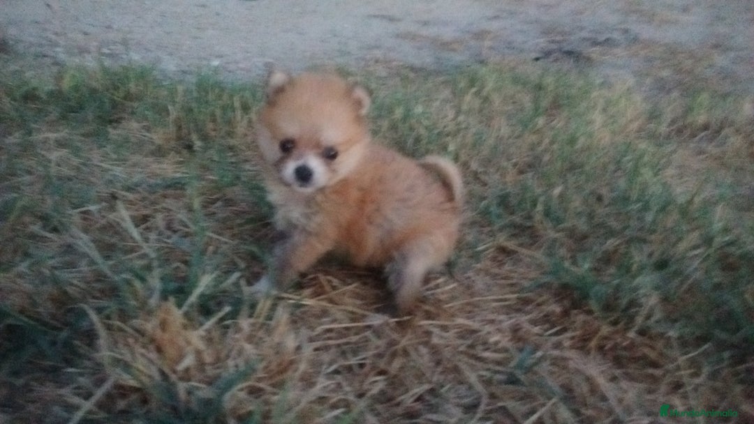 Pomerania perros en venta: Espectaculares cachorros de POMERANIA. en Madrid - Imagen 8