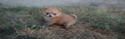 Pomerania perros en venta: Espectaculares cachorros de POMERANIA. en Madrid - Anuncio 8