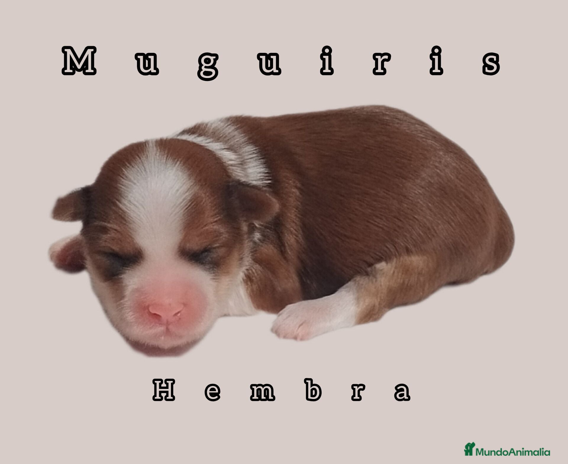 Bichón Habanero perros Muguiris Fantasy - Anuncio 26