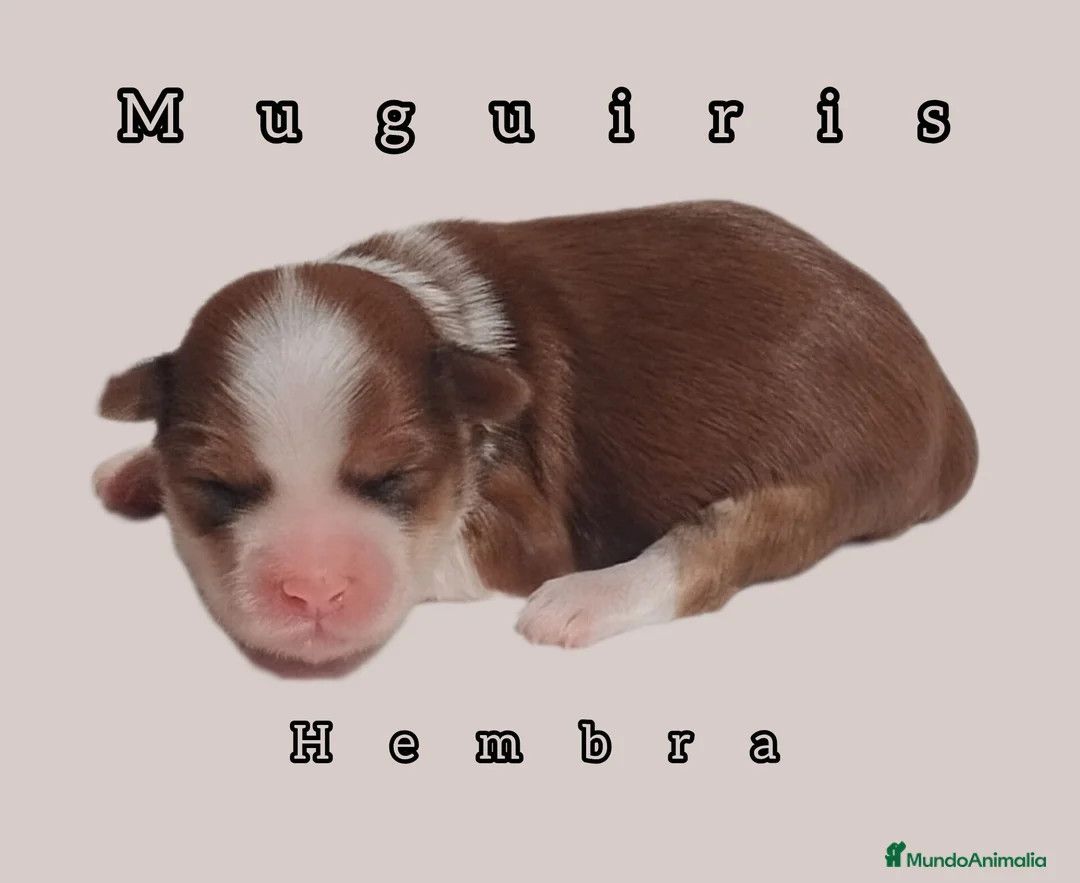 Bichón Habanero perros en venta: Muguiris Fantasy - Anuncio 1