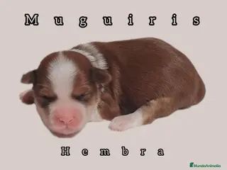 Bichón Habanero perros Muguiris Fantasy - Anuncio 1