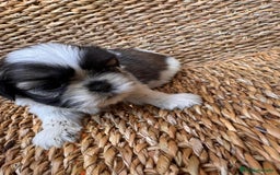 Shih Tzu perros en venta: Shih tzu bicolor - Imagen 11