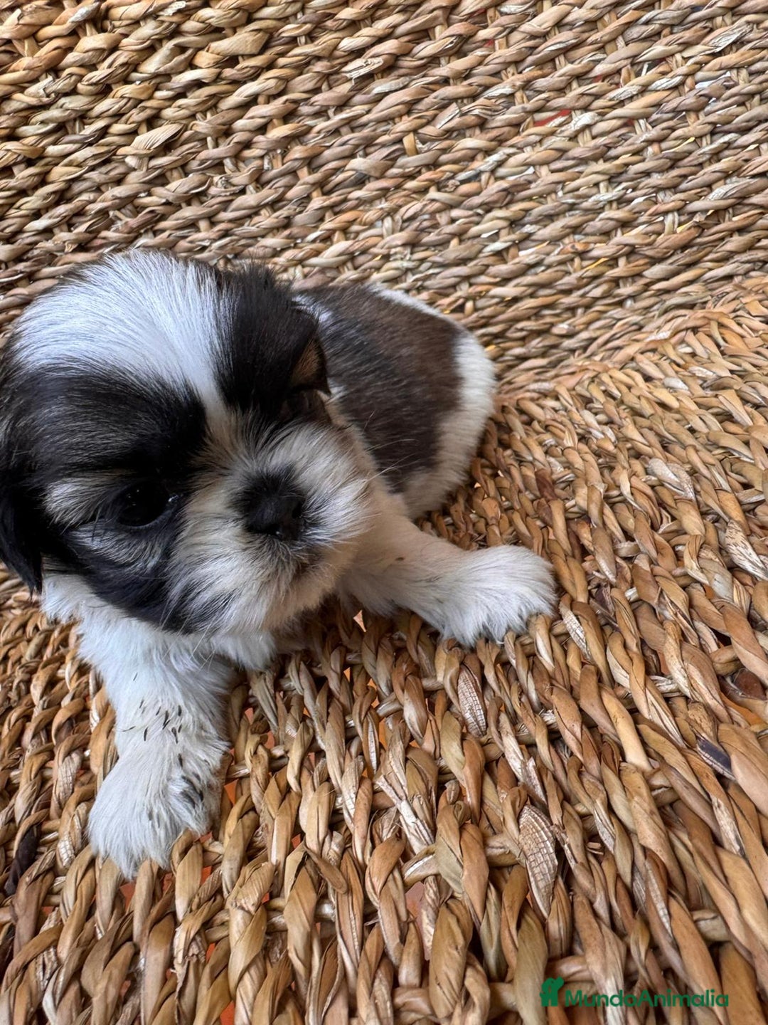 Shih Tzu perros en venta: Shih tzu bicolor - Imagen 11