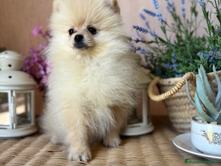 Pomerania perros - Anuncio 2