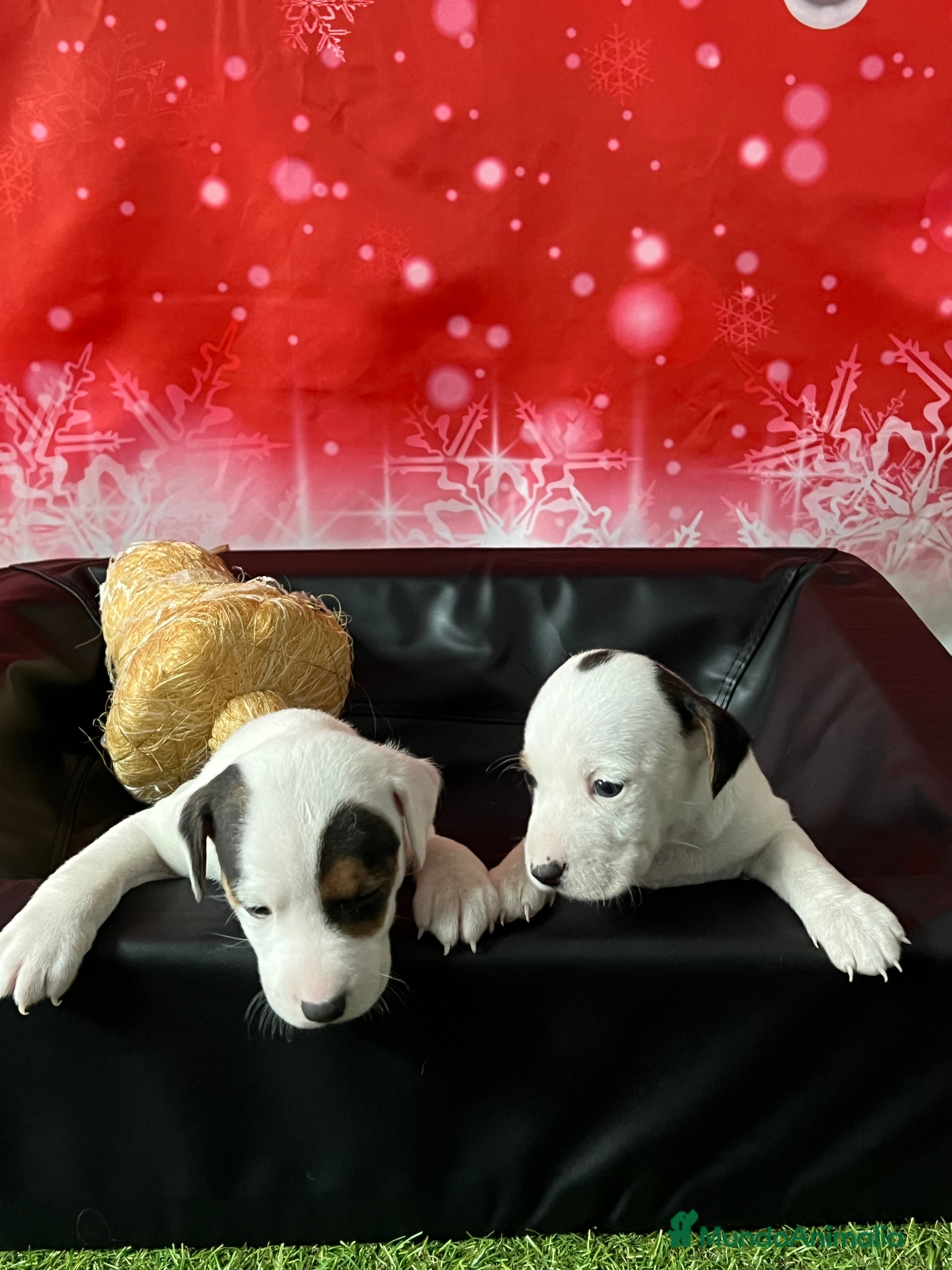 Jack Russell Terrier perros YACK RUSSELL calidad  - Anuncio 1