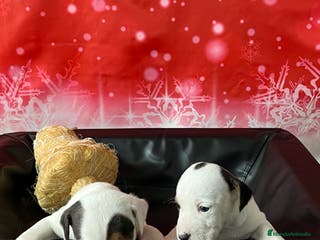 Jack Russell Terrier perros YACK RUSSELL calidad - Anuncio 1