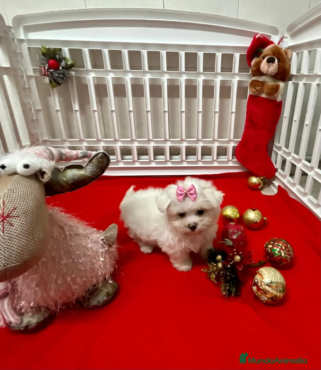 Bichón Maltés perros en venta: Bichón Maltés  en Barcelona - Anuncio 3