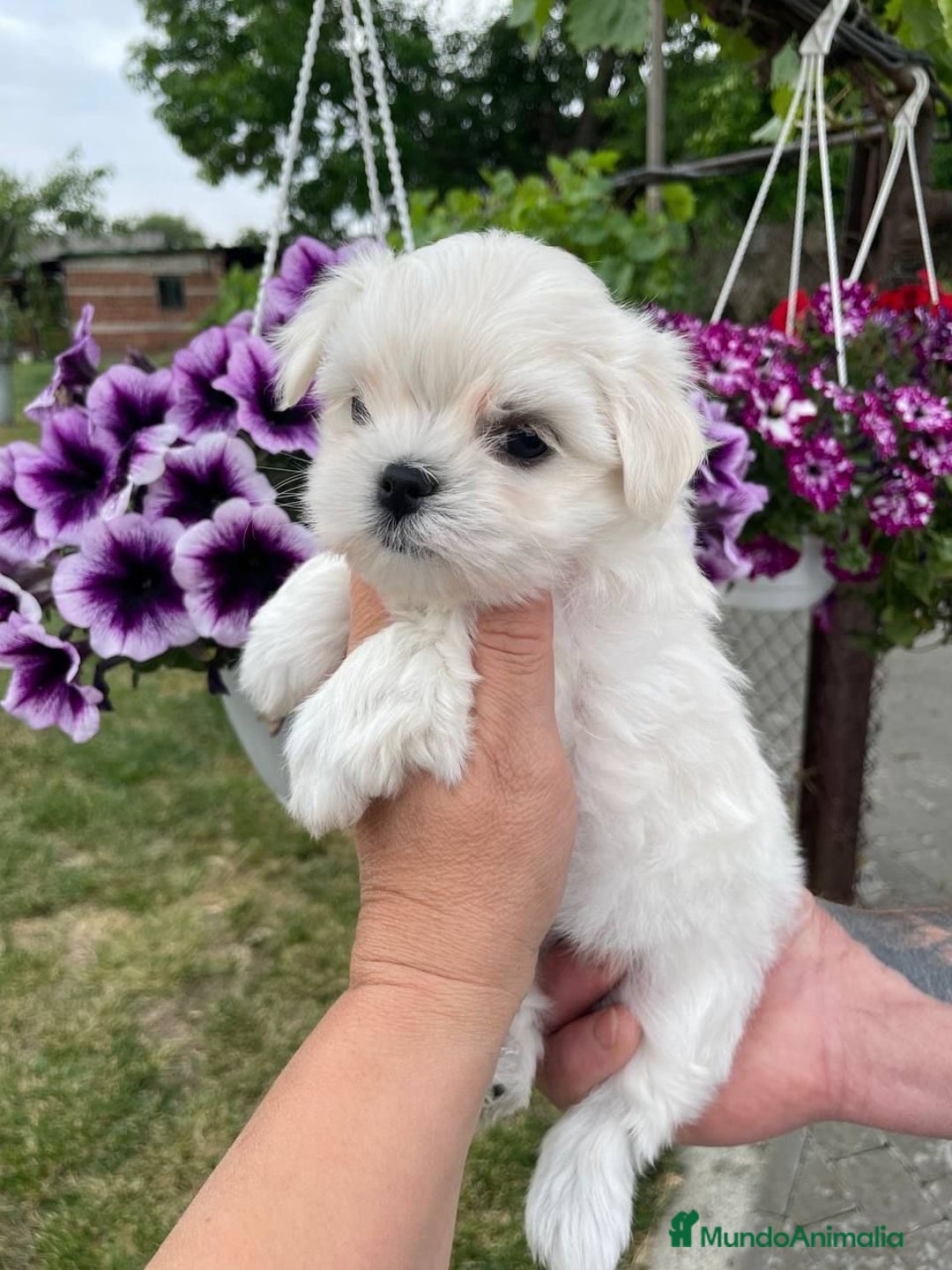 Bichón Maltés perros en venta: COPITOS DE NIEVE DE BICHON MALTÉS 🐶 - Anuncio 3
