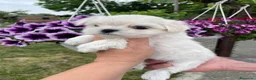 Bichón Maltés perros en venta: COPITOS DE NIEVE DE BICHON MALTÉS 🐶 - Anuncio 3