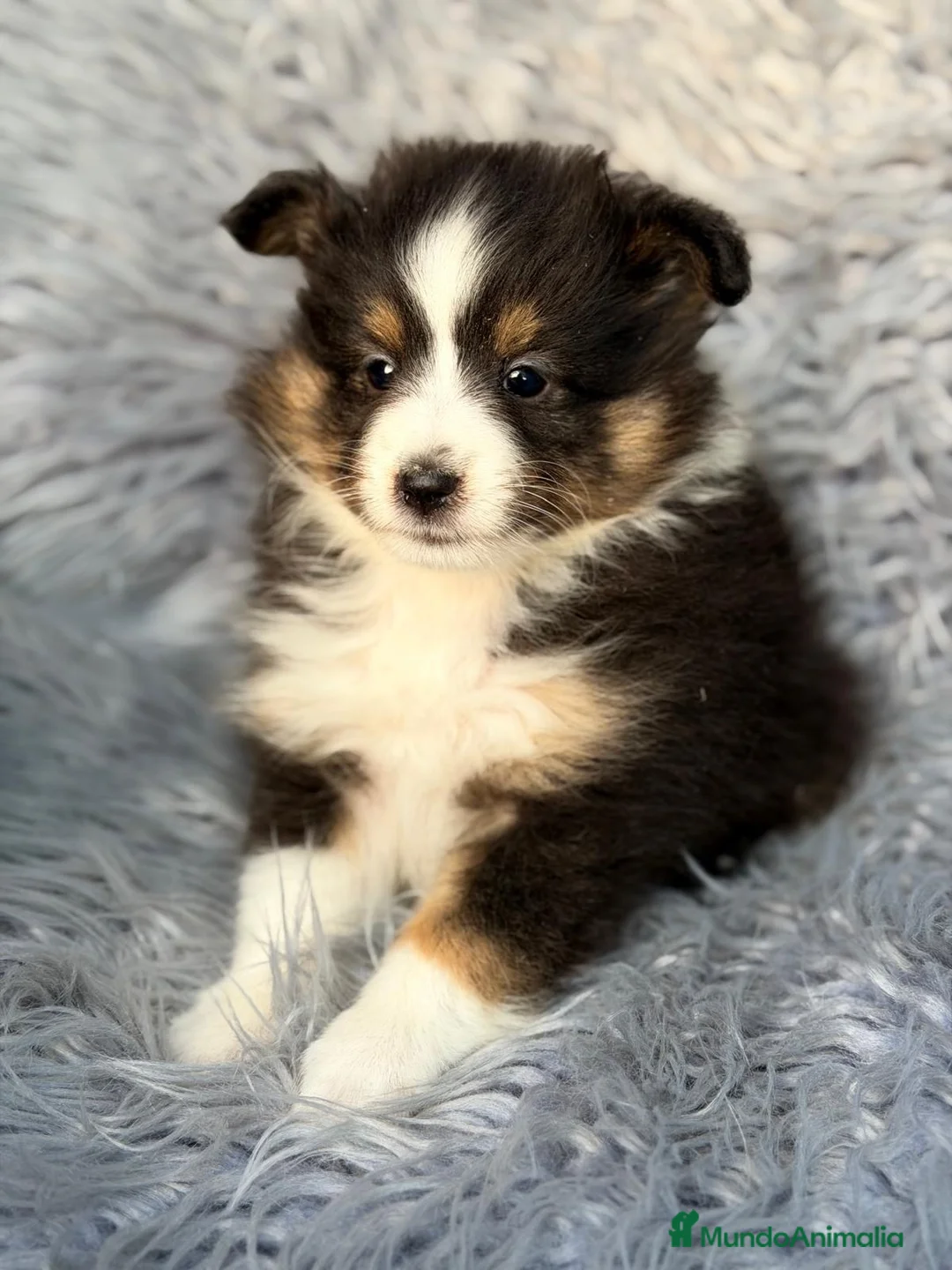 Perro Pastor de las Shetland perros en venta: PASTOR DE SHETLAND MACHO DISPONIBLE - Anuncio 1