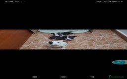 Bull Terrier perros en venta: Bullterrier mini - Anuncio 6