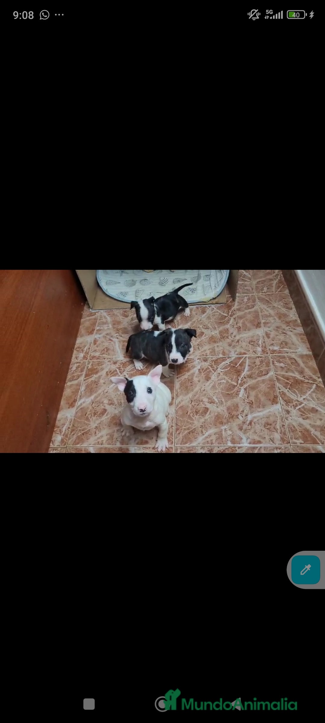 Bull Terrier perros en venta: Bullterrier mini - Anuncio 6