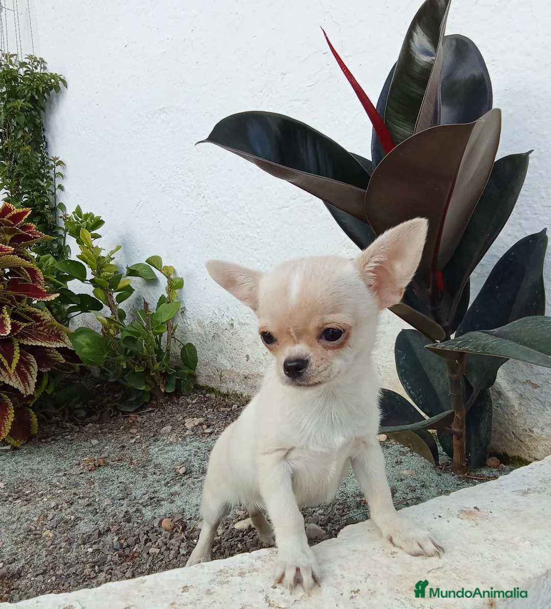 Chihuahua perros en venta: Chihuahua  en Barcelona - Anuncio 2