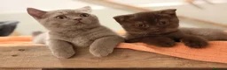 Británico de Pelo Corto gatos en venta: British Shorthair Azul y Lilac  - Anuncio 2