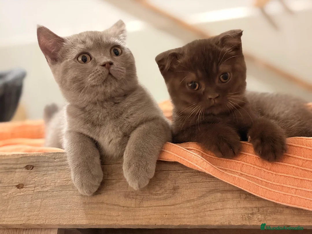 Británico de Pelo Corto gatos en venta: British Shorthair Azul y Lilac  - Anuncio 2
