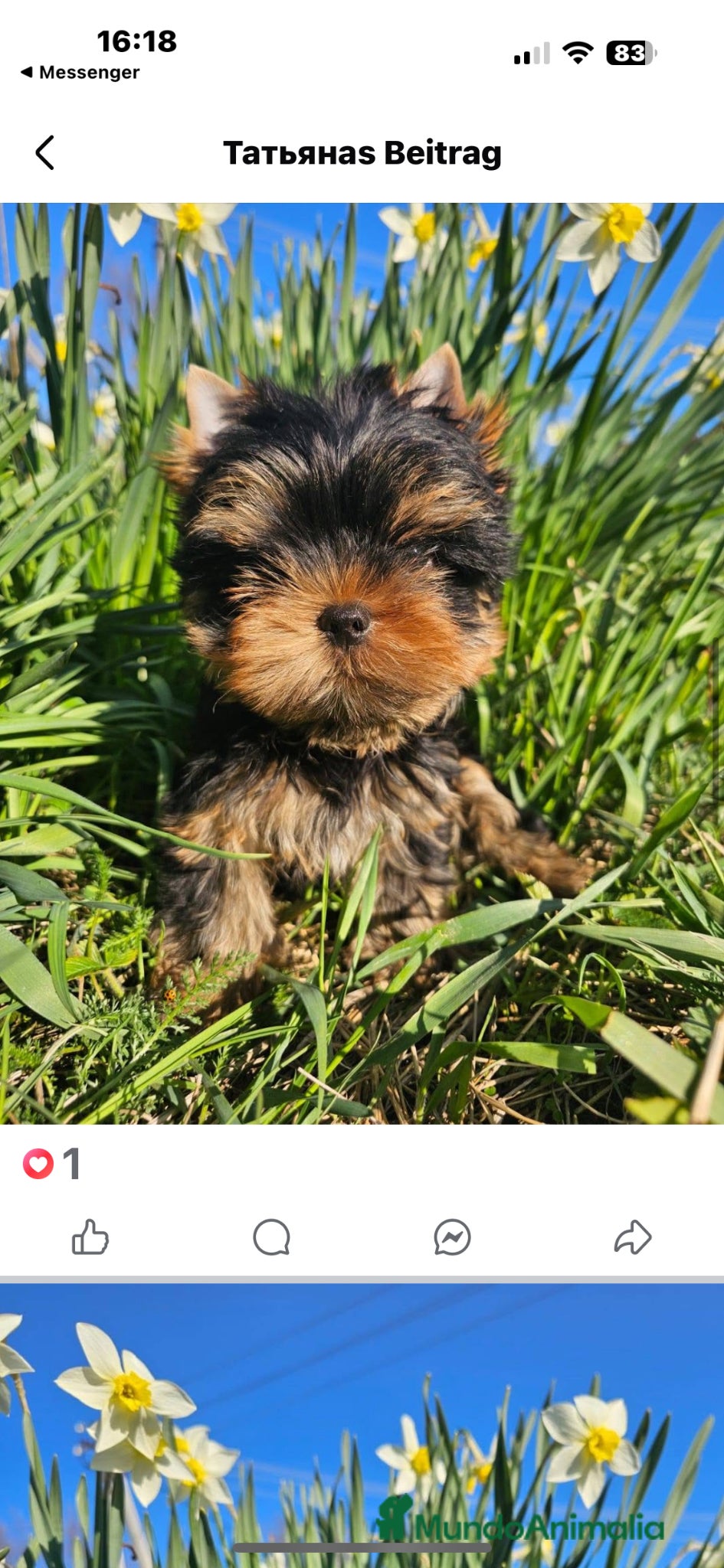 Yorkshire Terrier perros maravilloso Yorkshire Terrier  - Anuncio 3