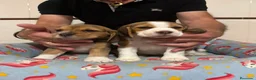 Beagle perros en venta: Cachorros beagle tricolor - Anuncio 1