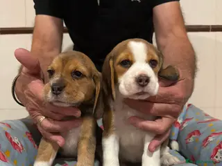 Beagle perros Cachorros beagle tricolor - Anuncio 1