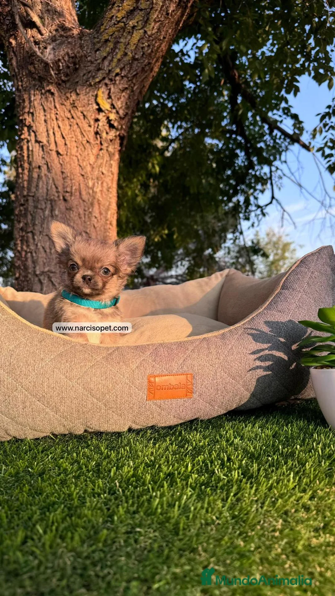 Chihuahua perros en venta: CHIHUAHUA PELO LARGO CRIA PROFESIONAL - Anuncio 5