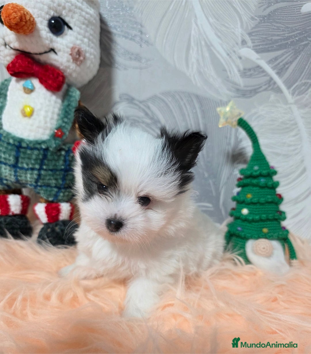 Raza Mixta perros Preciosa camada Maltipoo - Anuncio 1