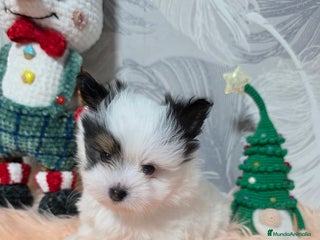 Raza Mixta perros Preciosa camada Maltipoo - Anuncio 1