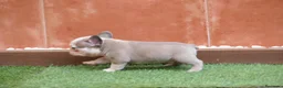 Bulldog Francés perros en venta: Cachorros de Bulldog Frances  - Anuncio 6