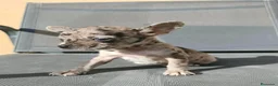 Chihuahua perros en venta: Precioso merle - Anuncio 3