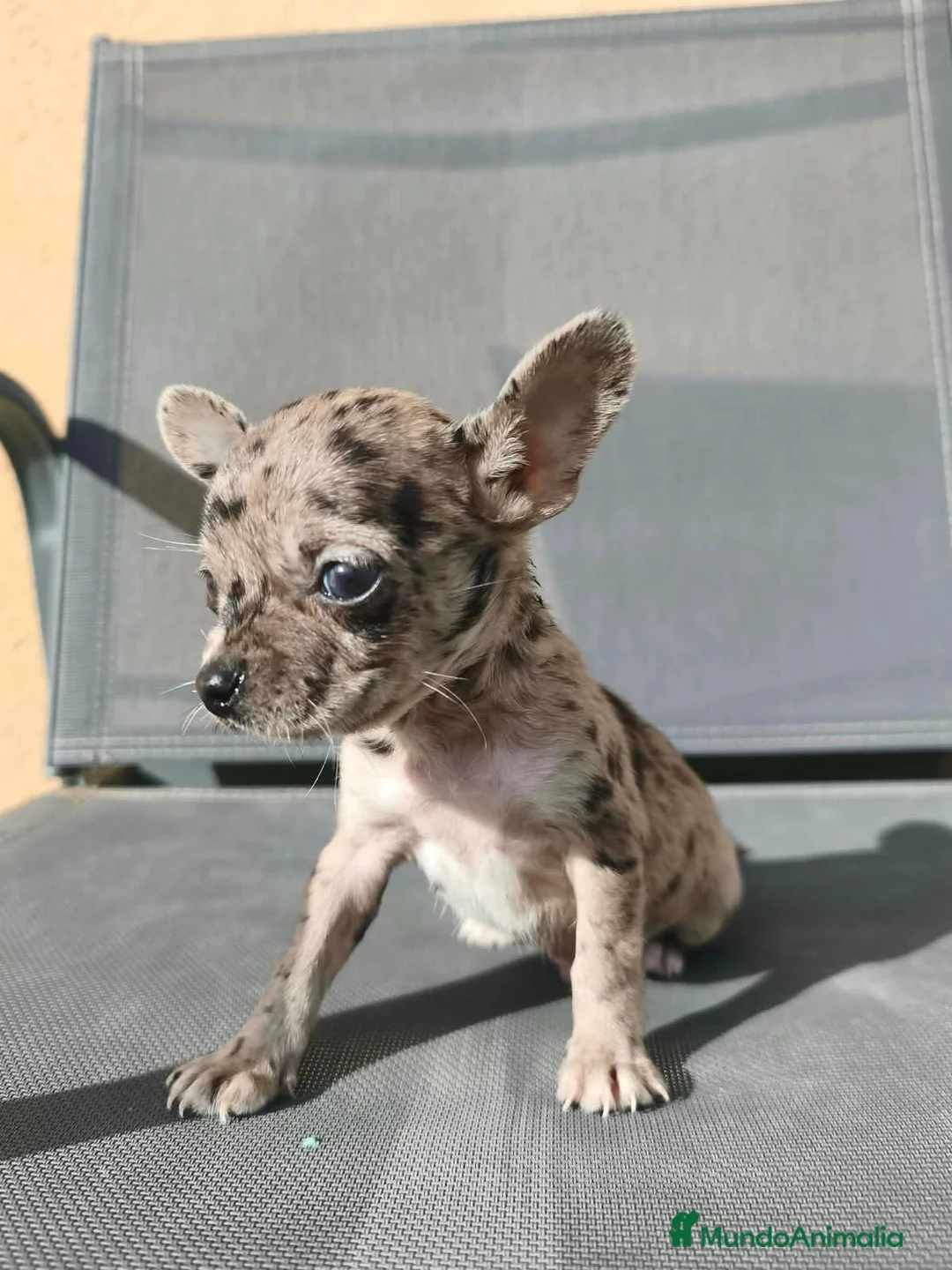 Chihuahua perros en venta: Precioso merle - Anuncio 3