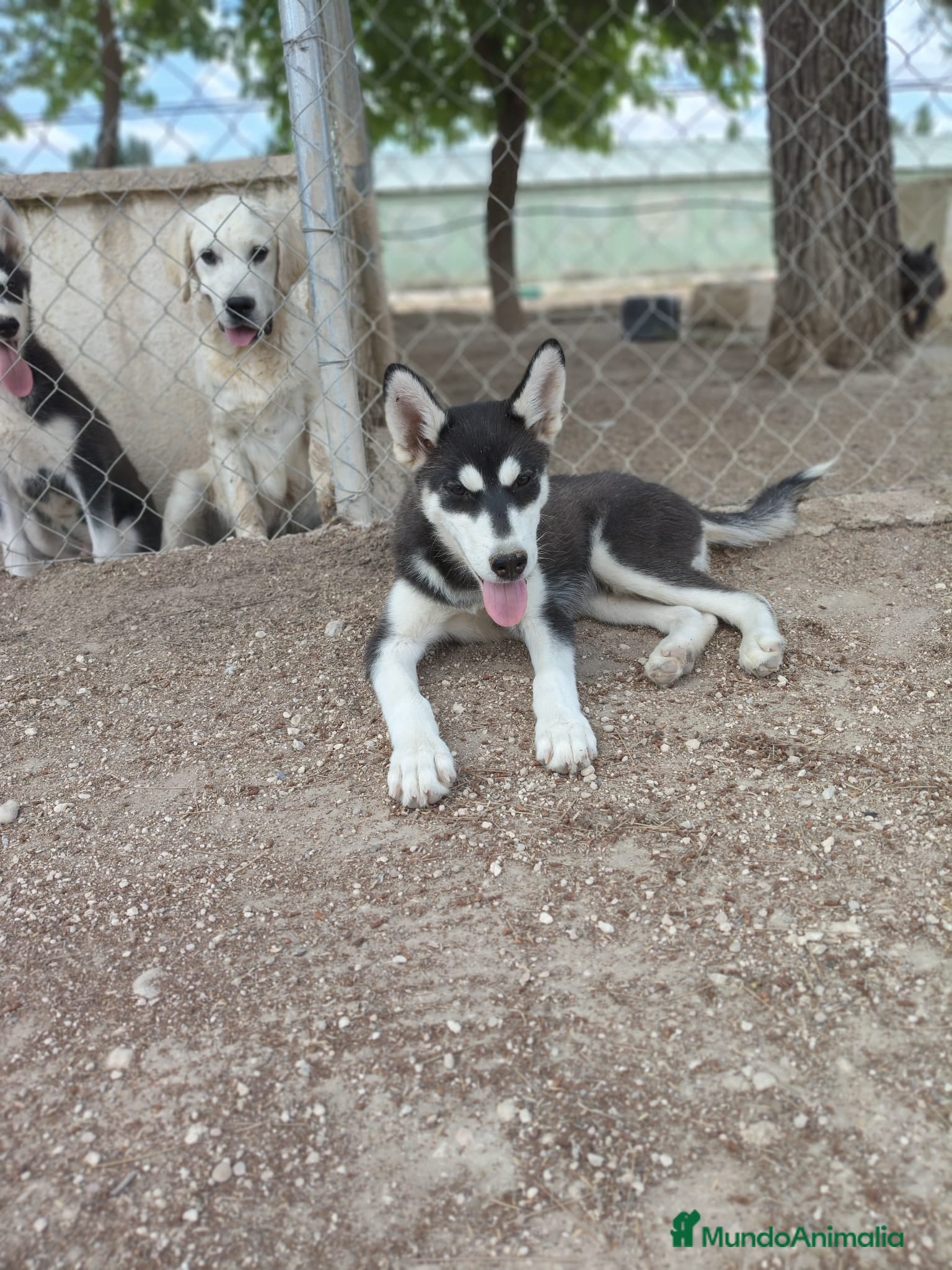 Husky Siberiano perros Husky Siberiano. Oportunidad  - Anuncio 1