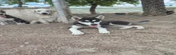Husky Siberiano perros en venta: Husky Siberiano. Oportunidad  - Anuncio 1