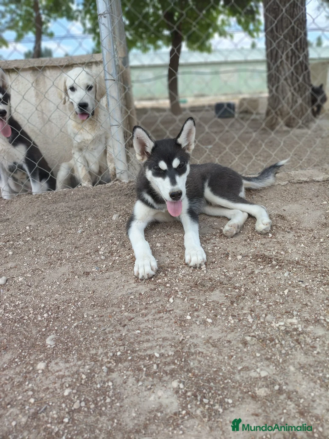 Husky Siberiano perros en venta: Husky Siberiano. Oportunidad  - Anuncio 1