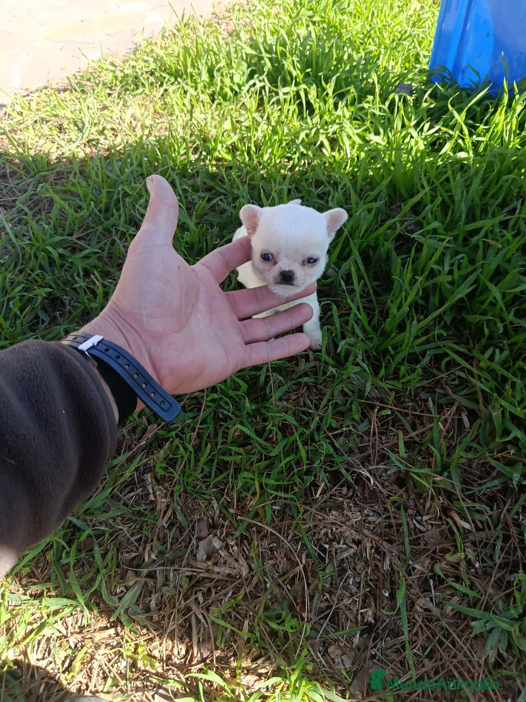 Chihuahua perros en venta: IMPRESIONANTE  CHIHUAHUA   LINEA  TOY   - Anuncio 31