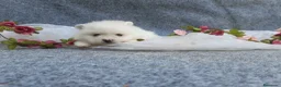 Pomerania perros en venta: PRECIOSO CACHORITO DE POMERANIA TOY  - Anuncio 9