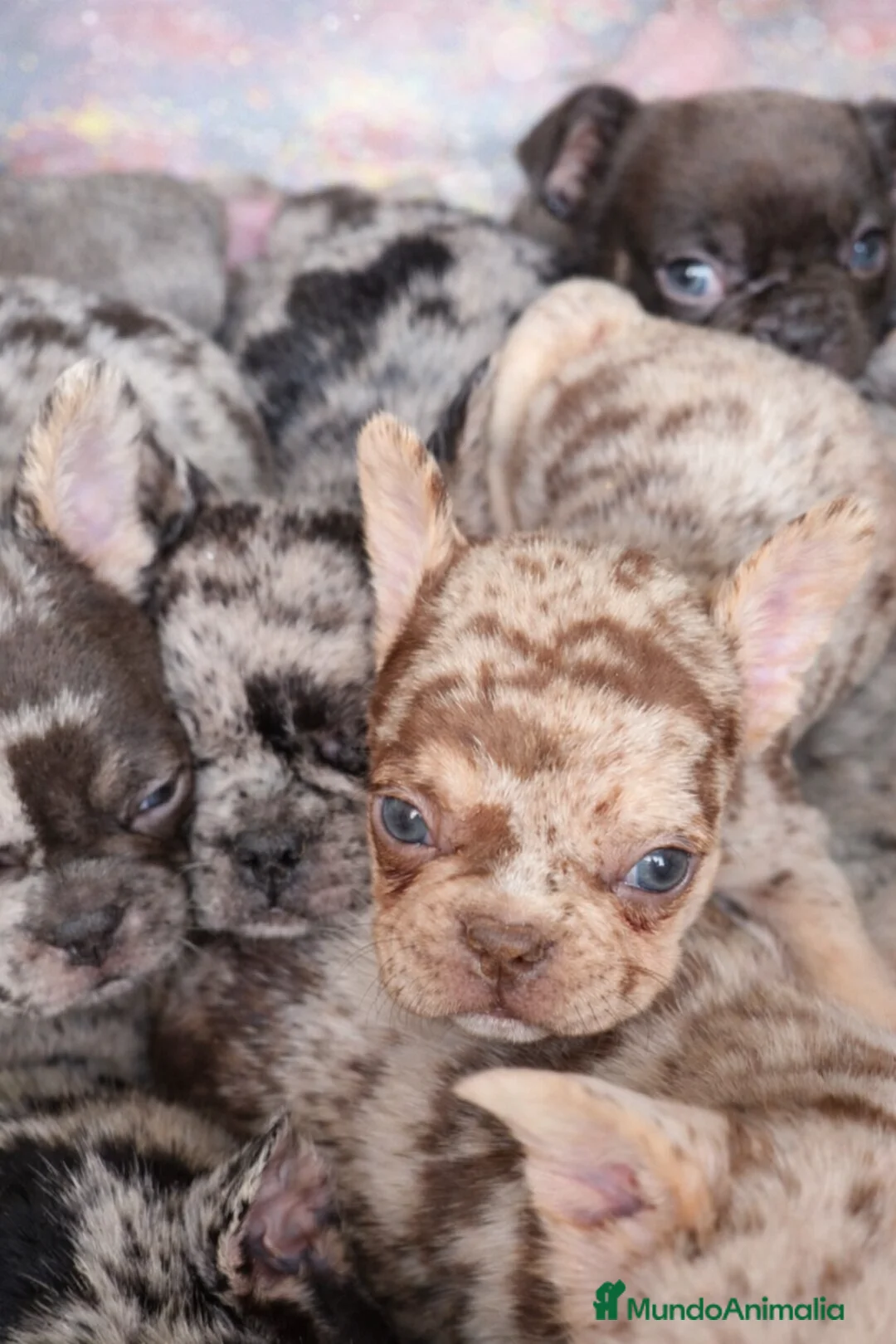 Bulldog Francés perros en venta: Cachorros bulldog francés  - Anuncio 2
