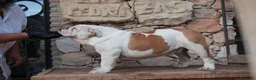 Bulldog Inglés perros en venta: Cachorro bulldog ingles  - Anuncio 6
